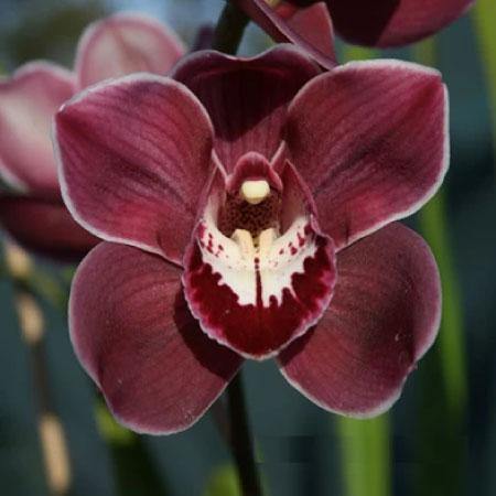 Maroon Orchid Flower Seeds – Heirloom, Non-GMO, High Germination Seeds