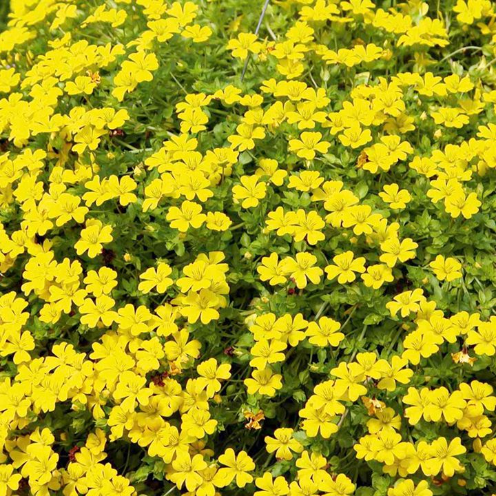 Yellow Bacopa Flower Seeds for Planting – Heirloom Non-GMO High Germination Organic Seeds