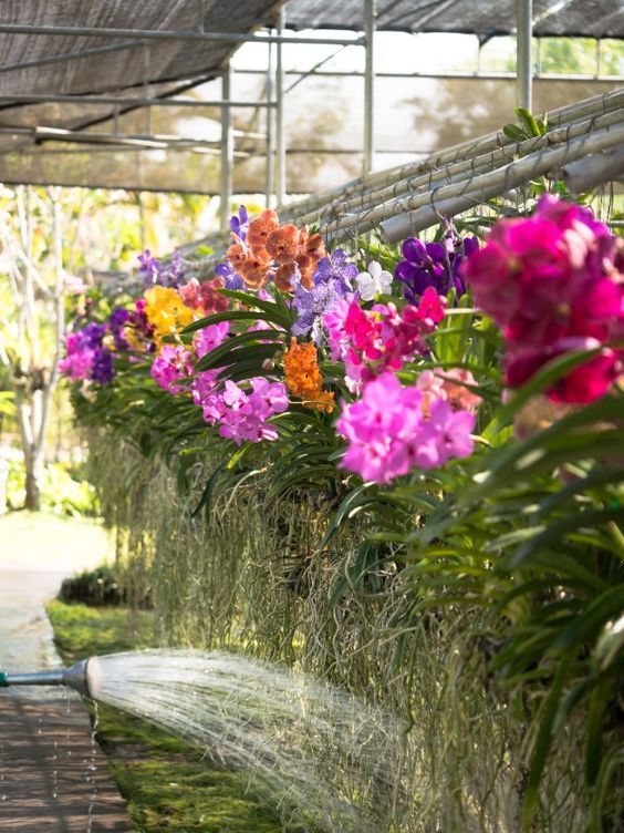 Phalaenopsis Blumensamen Mischung – Alte Sorte, gentechnikfrei, hohe Keimfähigkeit, Bio-Gartensamen zum Pflanzen