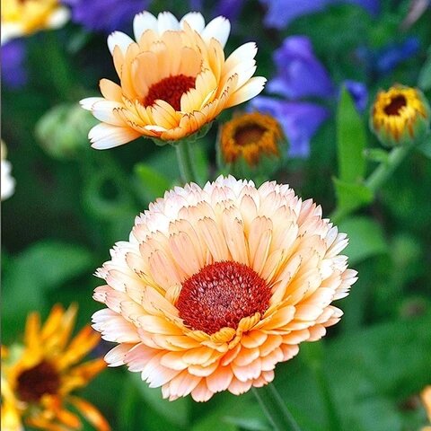 Orange Calendula Marigold Flower Seeds – Heirloom, Non-GMO, High Germination Seeds