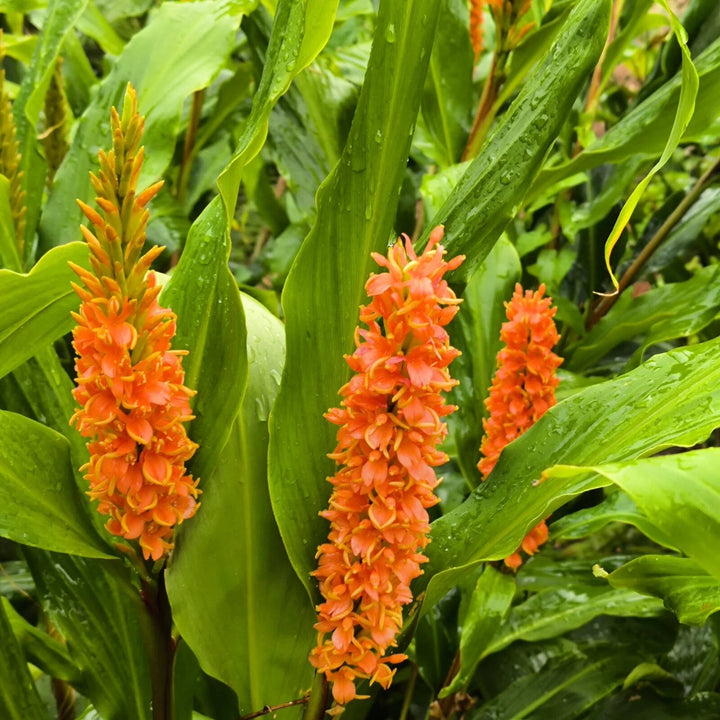 Orange Verbascum Densiflorum Blumensamen – Heirloom, Non-GMO, hochkeimfähig, Bio-Gartensamen zum Pflanzen