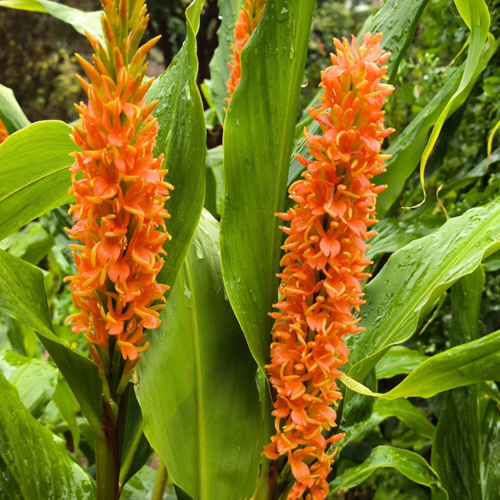 Orange Verbascum Densiflorum Blumensamen – Heirloom, Non-GMO, hochkeimfähig, Bio-Gartensamen zum Pflanzen