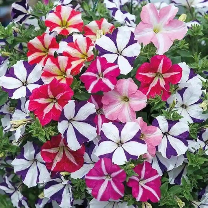 Gefüllte Petunien-Blumensamen gemischt – Alte Sorte, gentechnikfrei, keimfreudige Samen zum Pflanzen