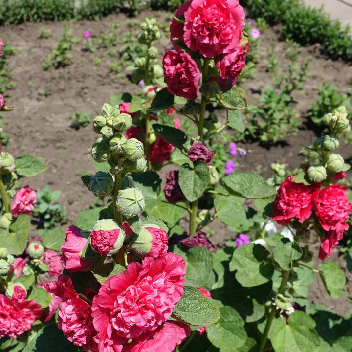 Red Double Petal Hollyhock Flower Seeds – Heirloom, Non-GMO, High Germination Seeds