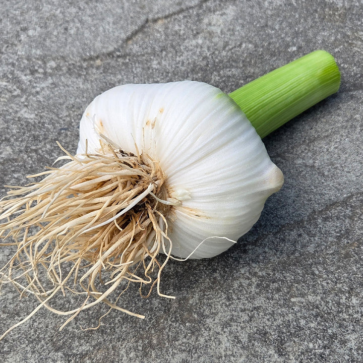 Elephant Garlic Seeds White – Heirloom, Non-GMO, High Germination Seeds