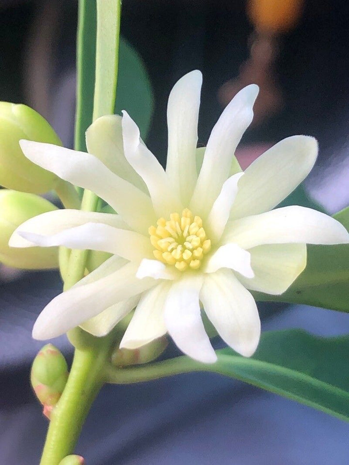 Organic illicium Flower Seeds – Heirloom, Non-GMO, High Germination Seeds