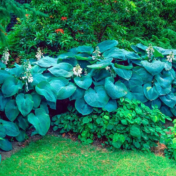 Semillas de Hosta Elegans Sieboldiana para Sembrar – Herencia, No-OGM, Semillas de Alta Germinación
