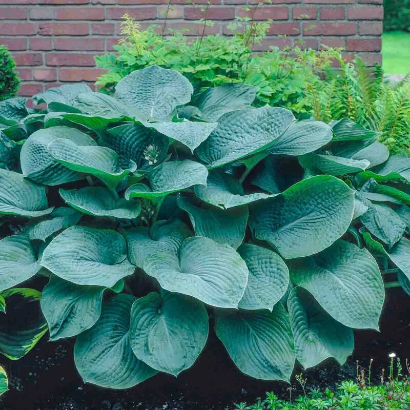 Semillas de Hosta Elegans Sieboldiana para Sembrar – Herencia, No-OGM, Semillas de Alta Germinación