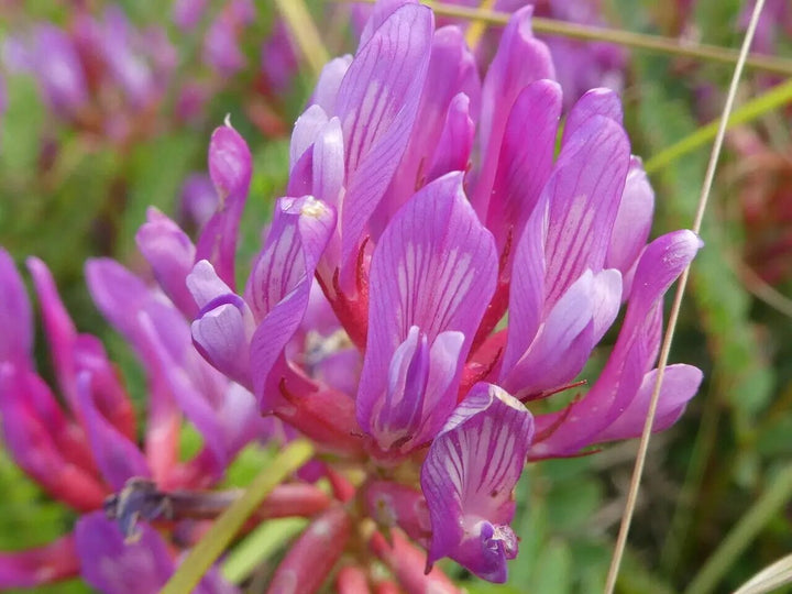 Astragalus Flower Seeds for Planting – Heirloom Non-GMO High Germination Organic Seeds