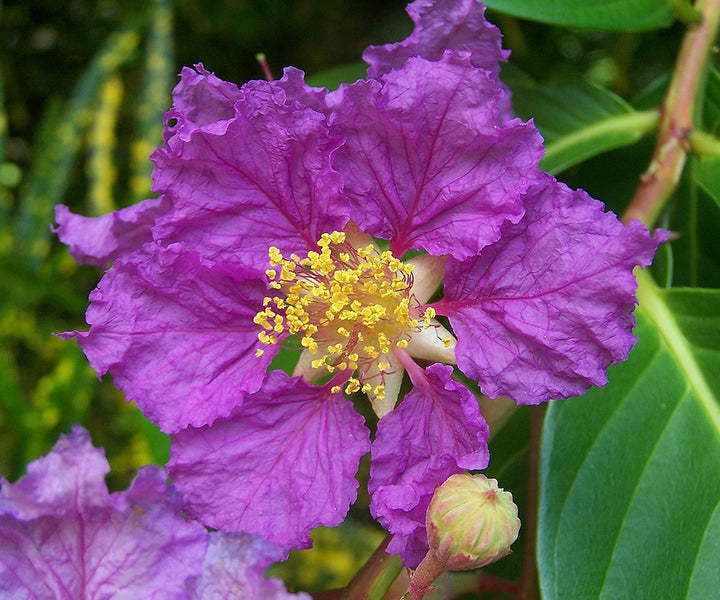 Lavender Lagerstroemia Flower Seeds – Heirloom, Non-GMO, High Germination Seeds