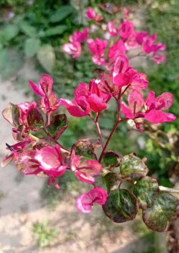 Black Maria Bougainvillea Flower Seeds – Heirloom, Non-GMO, High Germination, Organic Garden Seeds