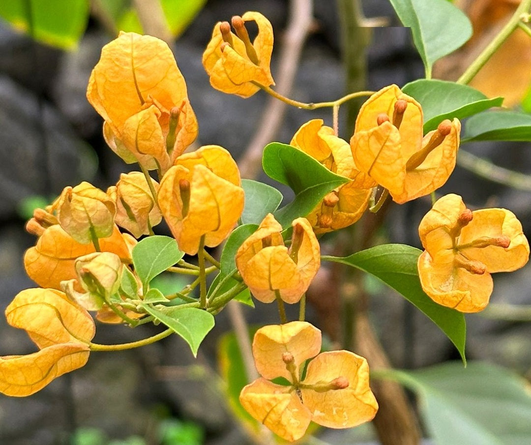 Bougainvillea Flower Seeds Yellow – Heirloom, Non-GMO, High Germination, Organic Garden Seeds for Planting