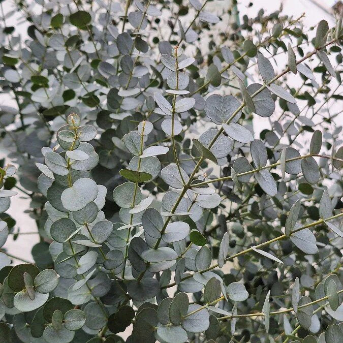 Sea Green Eucalyptus Plant Seeds – Heirloom Non-GMO High Germination Organic Garden Seeds
