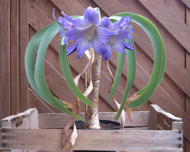 Amaryllis Flower Seeds – Heirloom, Non-GMO, High Germination Organic Garden Seeds for Planting