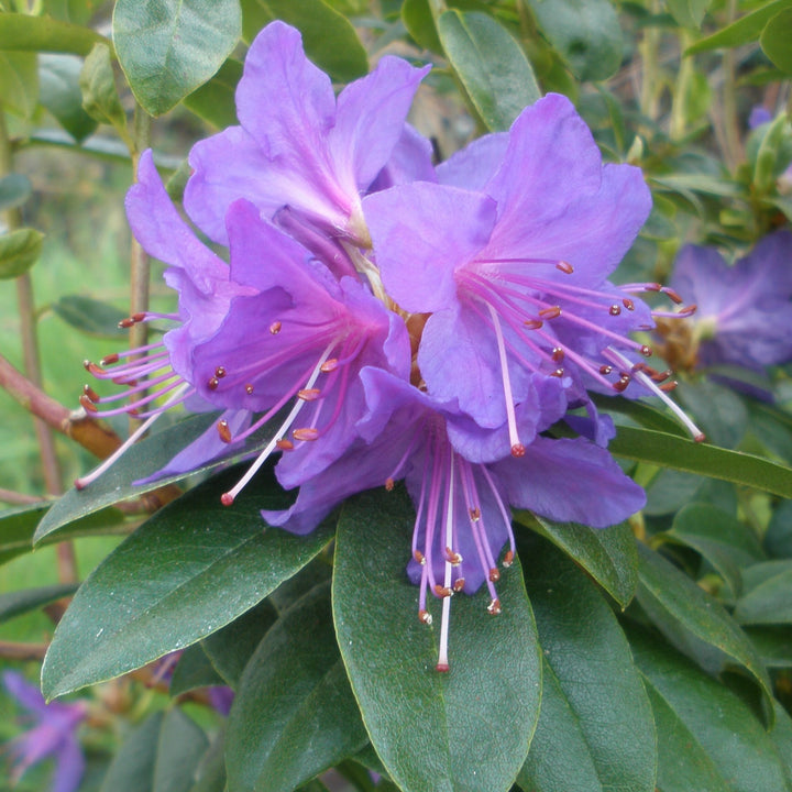 Giant Rhododendron Purple Flower Seeds – Heirloom Non-GMO High Germination Seeds