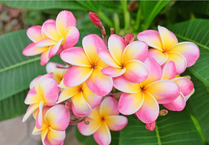 Giant Plumeria Flower Seeds Pink Yellow Heirloom Non-GMO High Germination Organic Garden Seeds for Planting