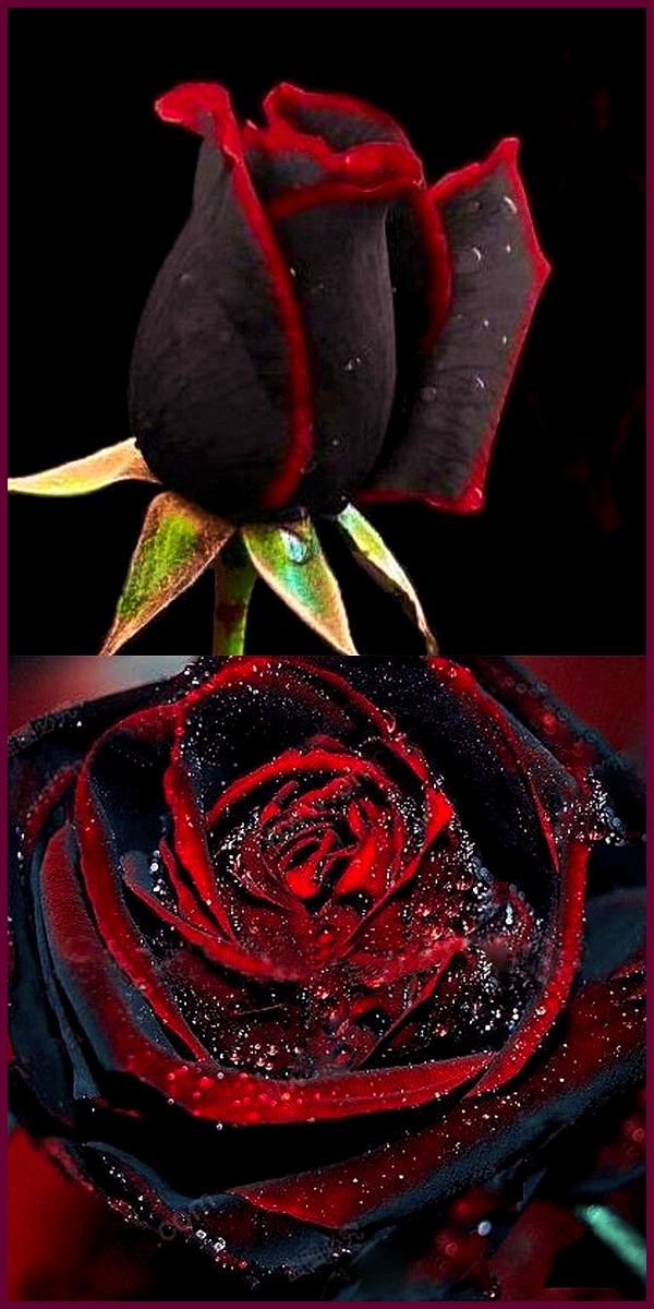 Black Red Rose Flower Seeds for Planting – Heirloom Non-GMO High Germination Seeds
