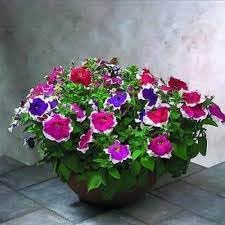 Petunia Mixed Double Petals Flower Seeds for Planting | Heirloom Non-GMO High Germination Organic Garden Seeds