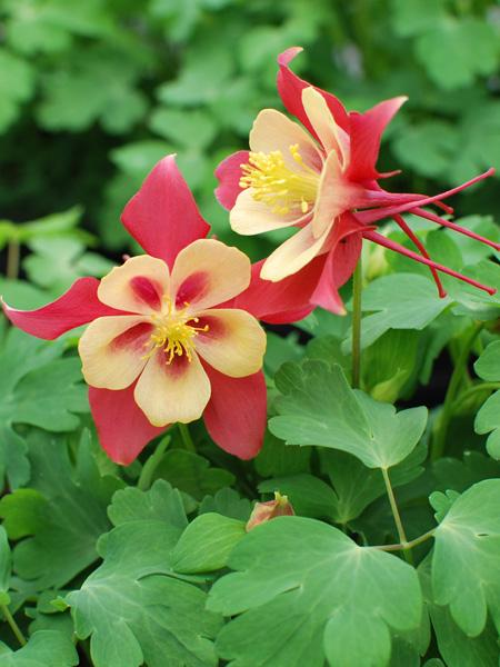 Yellow Red Aquilegia Flower Seeds for Planting Heirloom Non-GMO High Germination Organic Garden Seeds