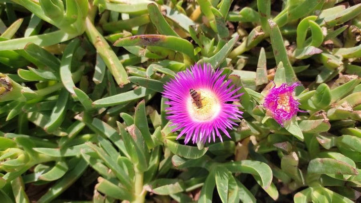 Karkalla Flower Seeds – Heirloom, Non-GMO, High Germination Seeds for Planting