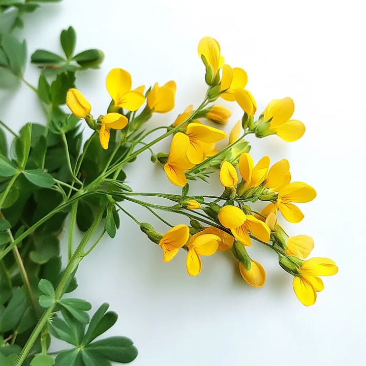 Corniculatus Flower Seeds Yellow – Heirloom Non-GMO High Germination Seeds