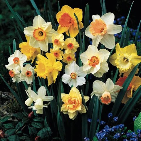 Daffodil Flower Seeds Mixed for Planting – Heirloom Non-GMO High Germination Seeds