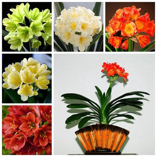 Clivia Flower Seeds Mixed for Planting – Heirloom Non-GMO Organic Garden Seeds