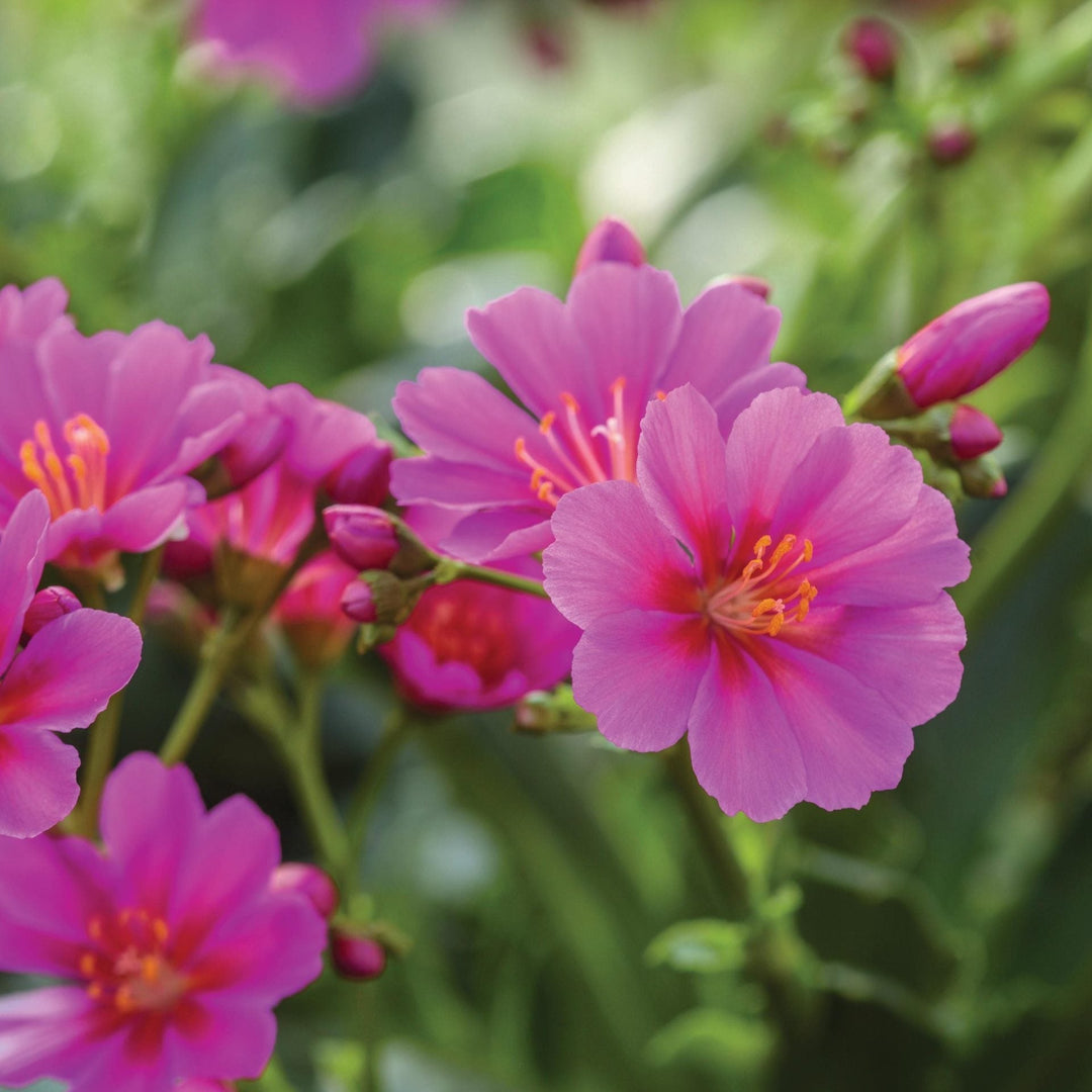 warm orchid flower seeds