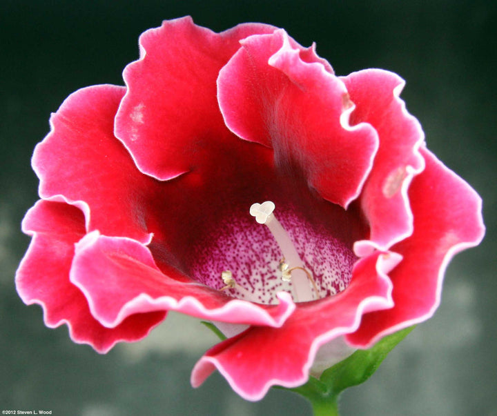 Gloxinia Flower Seeds Red White – Heirloom, Non-GMO, High Germination Organic Garden Seeds