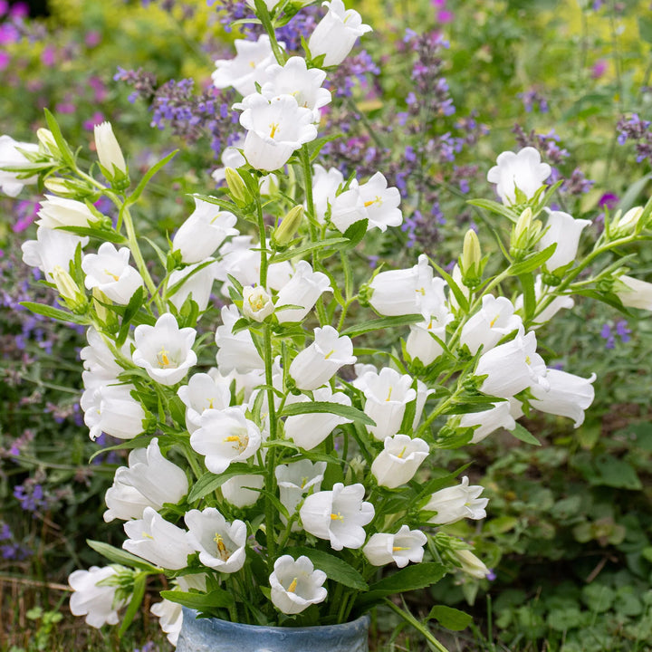 White Campanula Flower Seeds – Heirloom, Non-GMO, High Germination Seeds for Planting