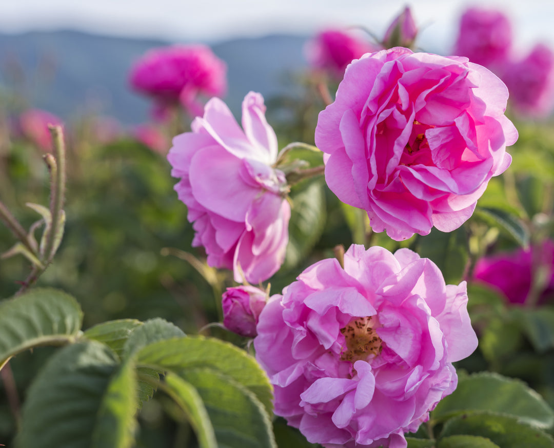 Pink Damask Rose Flower Seeds Heirloom Non-GMO High Germination Organic Garden Seeds for Planting