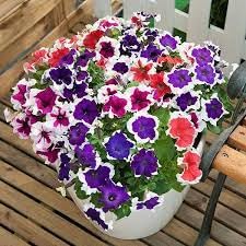 Petunia Mixed Double Petals Flower Seeds for Planting | Heirloom Non-GMO High Germination Organic Garden Seeds