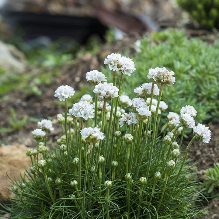 Armeria Flower Seeds Giant White for Planting – Heirloom Non-GMO High Germination Organic Seeds