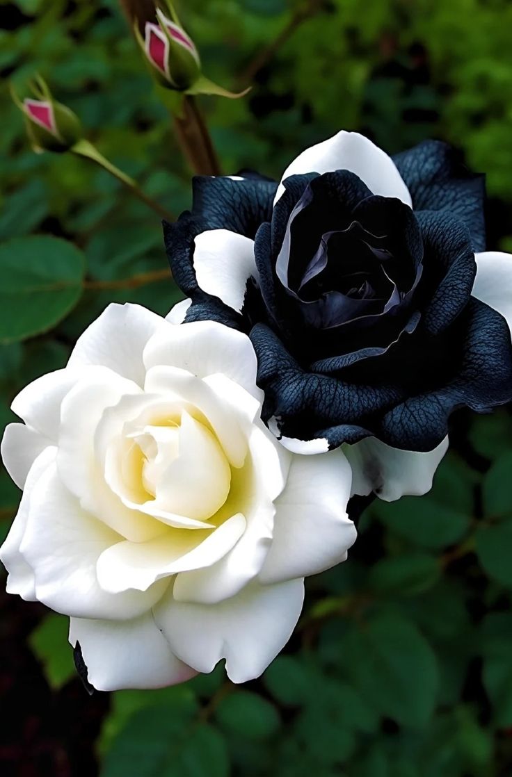 Black White Rose Flower Seeds for Planting – Heirloom Non-GMO Organic Garden Seeds