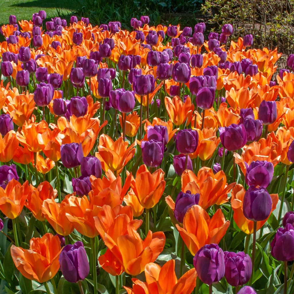Orange Purple Tulip Flower Seeds – Heirloom, Non-GMO, High Germination Seeds