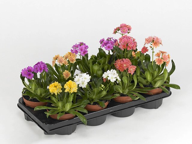Mixed Lewisia Flowers Seeds – Heirloom, Non-GMO, High Germination Seeds
