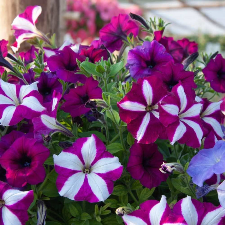 Gefüllte Petunien-Blumensamen Mischung – Alte Sorte, gentechnikfrei, keimstarke Bio-Gartensamen