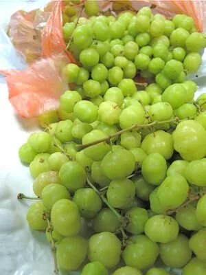 Green Grosella Fruit Seeds – Heirloom, Non-GMO, High Germination Seeds