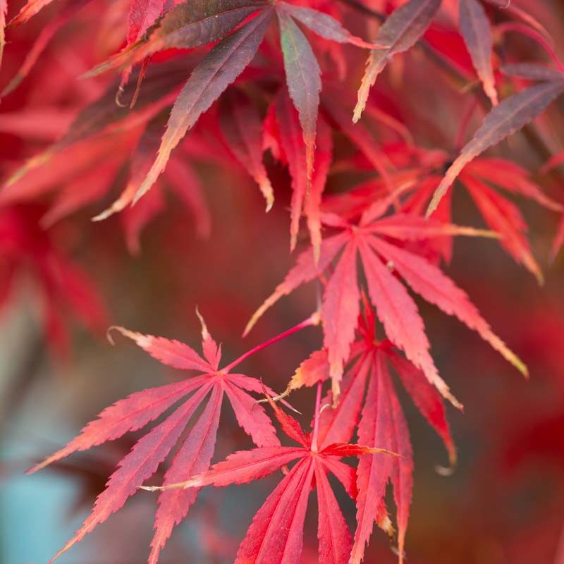 Maroon Suminagashi herb seeds