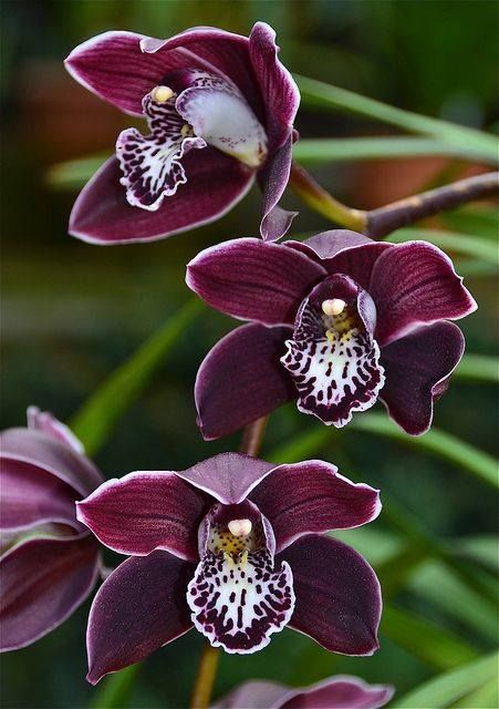 Brown Cymbidium Flower Seeds – Heirloom, Non-GMO, High Germination Seeds