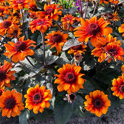 Oranger Heliopsis Scabra Blumensamen – Erbstück, gentechnikfrei, hohe Keimfähigkeit