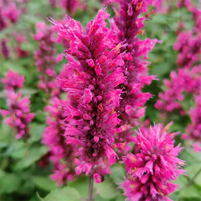 Agastache-Blumensamen Rosa zum Pflanzen – alte Sorte, gentechnikfrei, hohe Keimfähigkeit, Bio-Samen