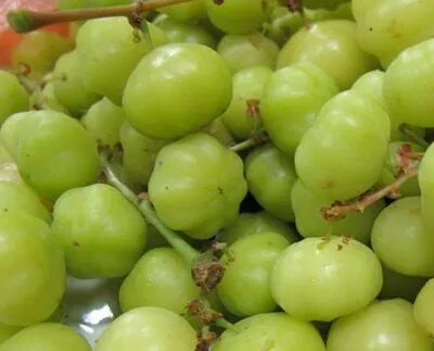 Green Grosella Fruit Seeds – Heirloom, Non-GMO, High Germination Seeds