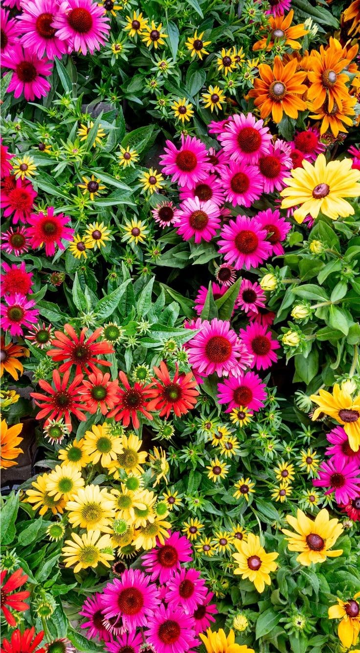 Echinacea Flower Seeds Mixed – Heirloom, Non-GMO, High Germination Organic Garden Seeds for Planting