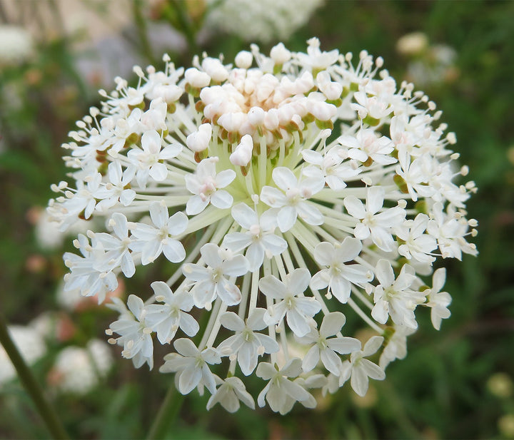 White Trachymene Coerulea Seeds for Planting Heirloom Non-GMO High Germination Organic Garden Seeds