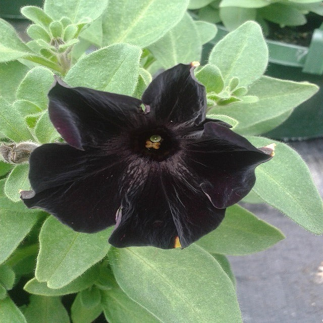Black Calibrachoa Flower Seeds for Planting – Heirloom, Non-GMO, High Germination, Organic Garden Seeds