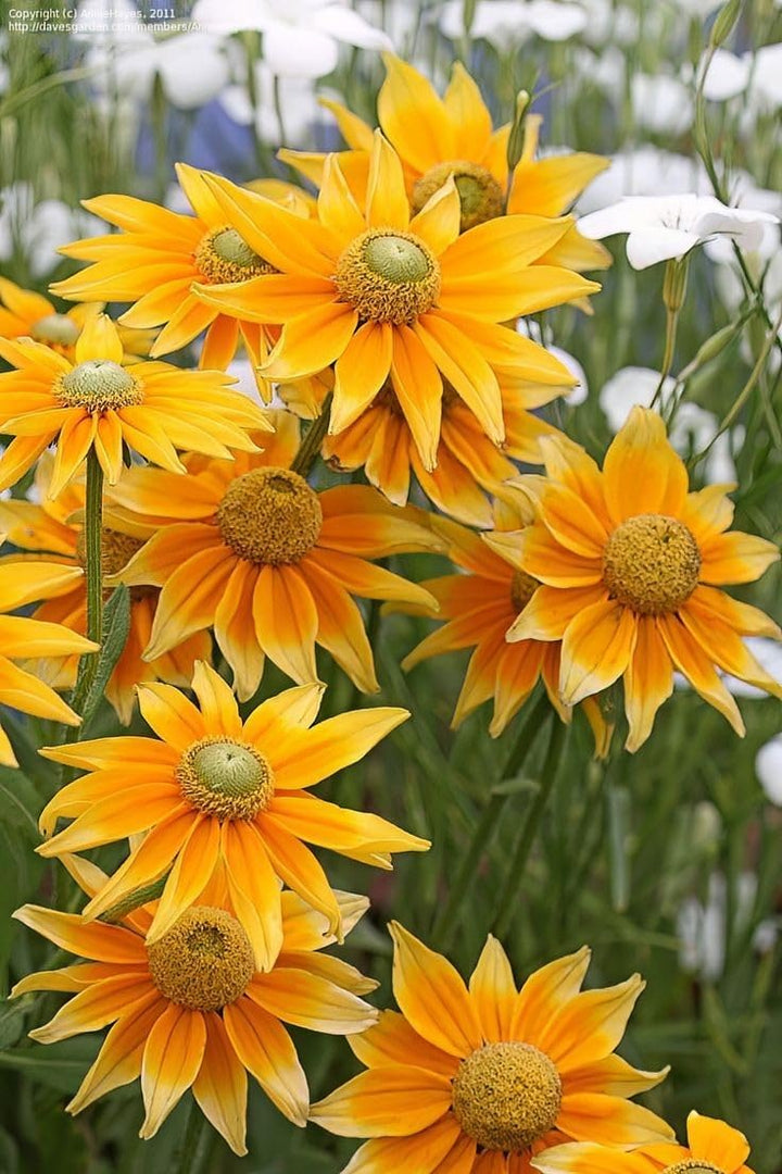Echinacea Flower Seeds Mixed – Heirloom, Non-GMO, High Germination Organic Garden Seeds for Planting
