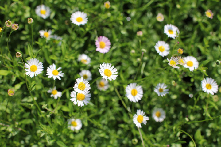 White Erigeron Karvinskianus Flower Seeds Heirloom Non-GMO High Germination Seeds