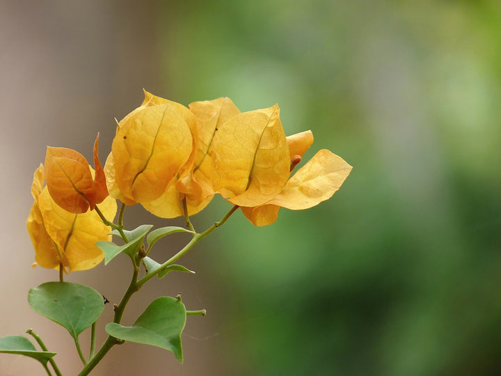 Yellow Bougainvillea Glabra Flower Seeds – Heirloom, Non-GMO, High Germination, Organic Garden Seeds