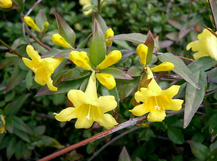 Climbing Gelsemium Sempervirens Flower Seeds for Planting – Heirloom Non-GMO Seeds